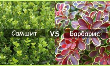 БАРБАРИС ПРОТИ САМШИТУ